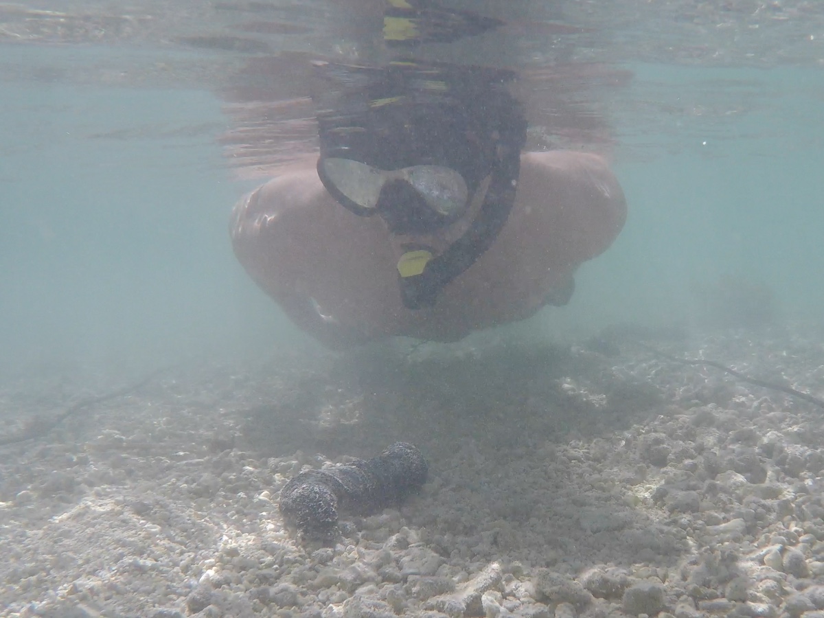 counting sea cucumbers