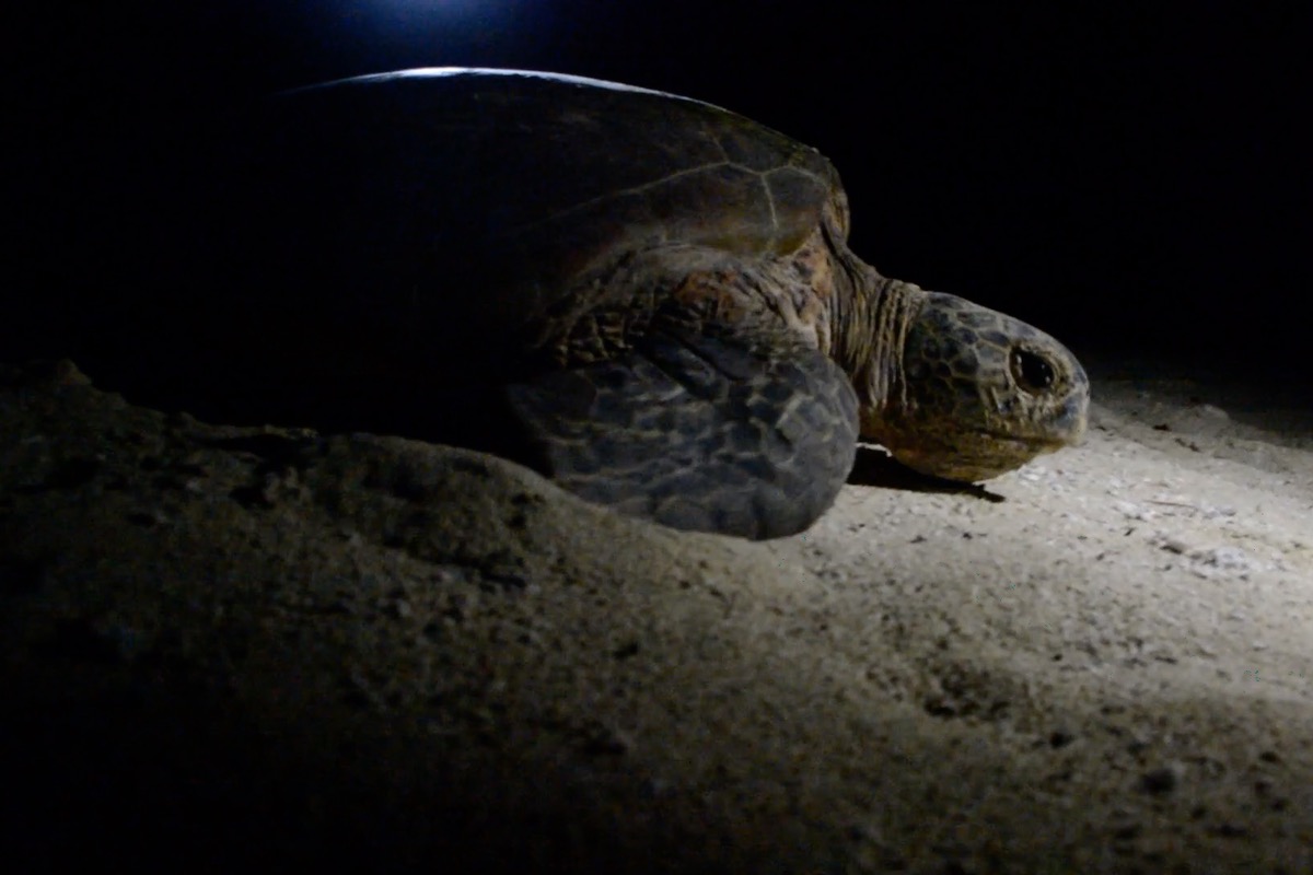 nesting green sea turtle