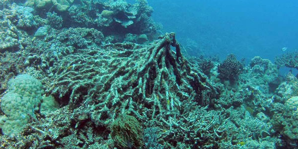 toppled coral