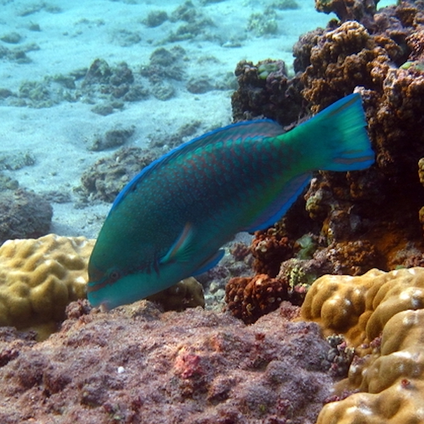 scarus globiceps eating algae