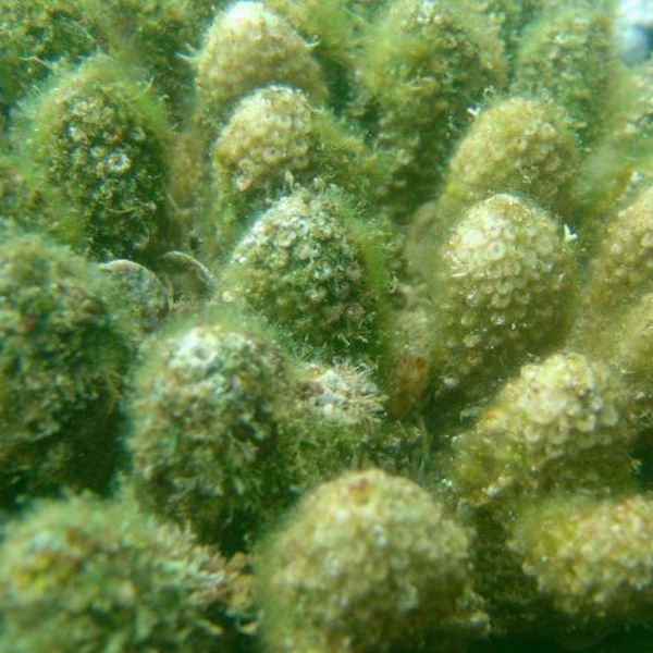 coral covered with algae