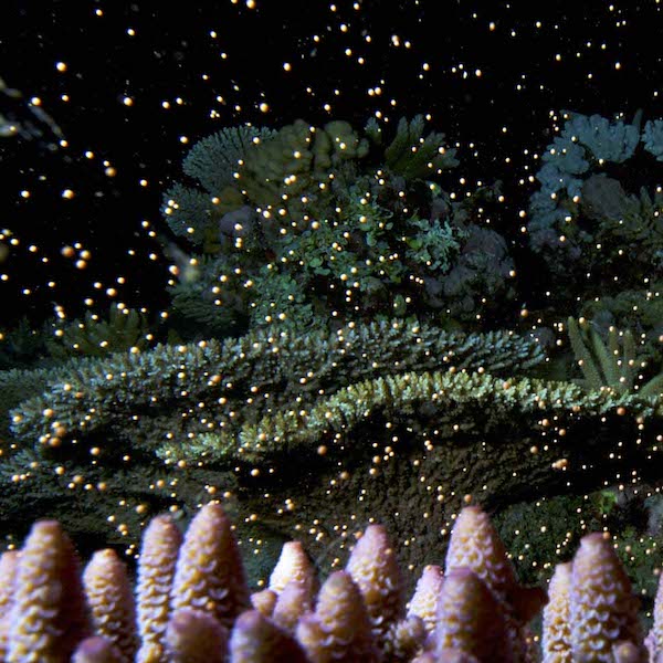 coral spawning