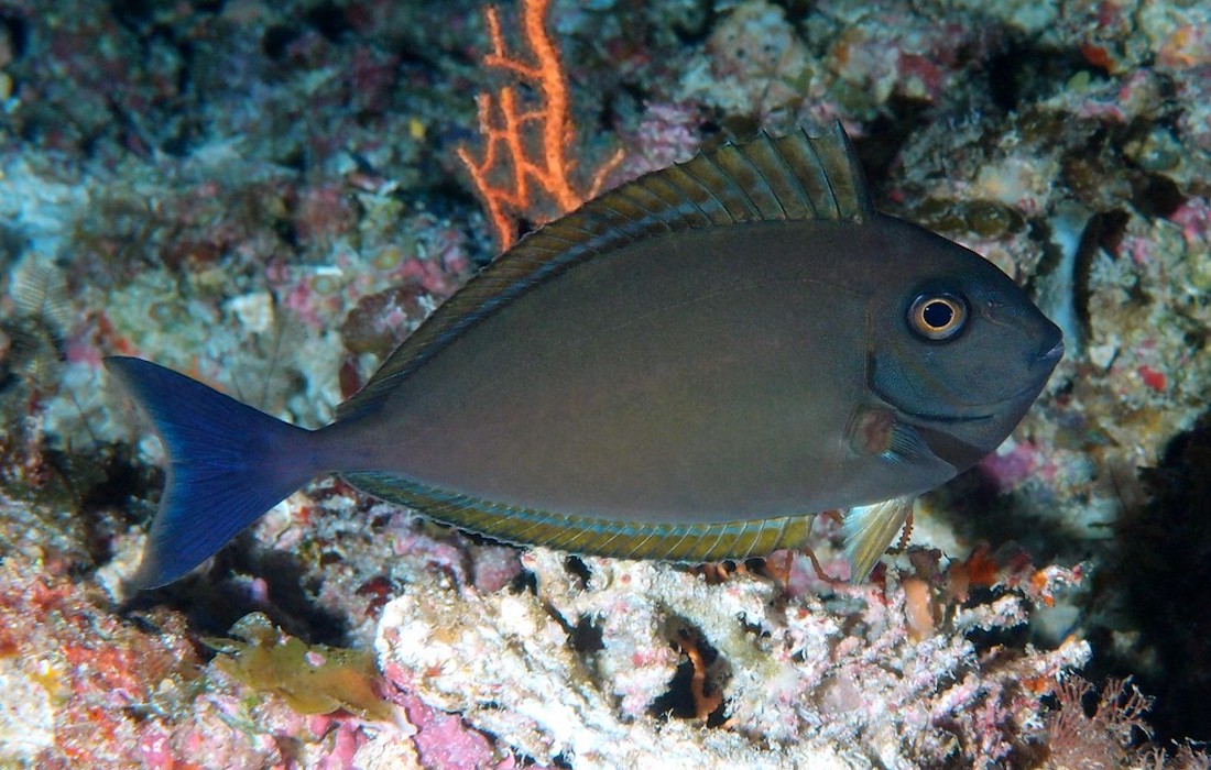 naso hexacanthus