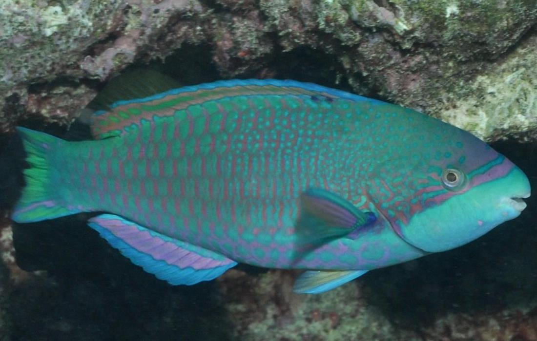 scarus globiceps