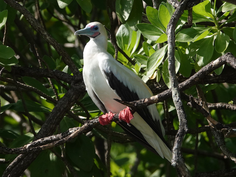 Fou à pieds rouges