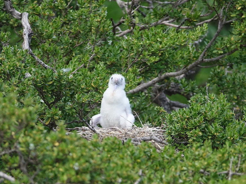 Juvenile booby