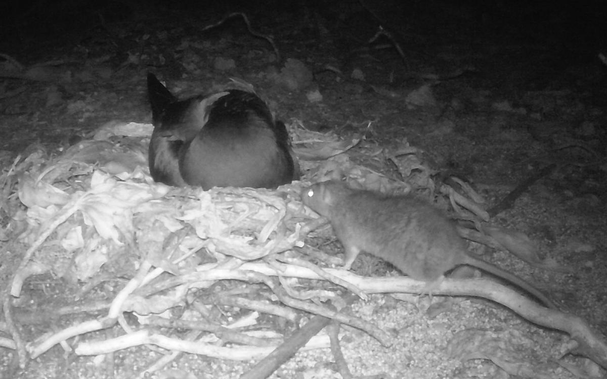 rat bothering a nesting brown booby