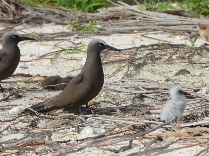 brown noddies