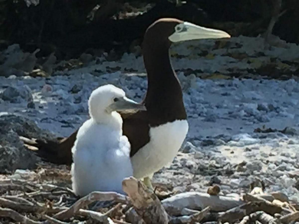 Brown booby with chick