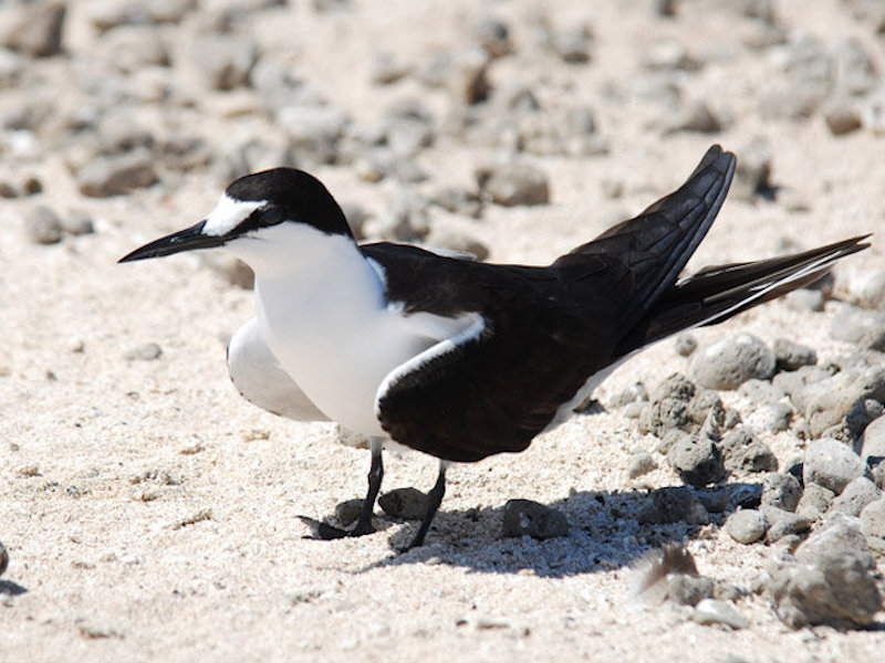 sooty tern - kaveka