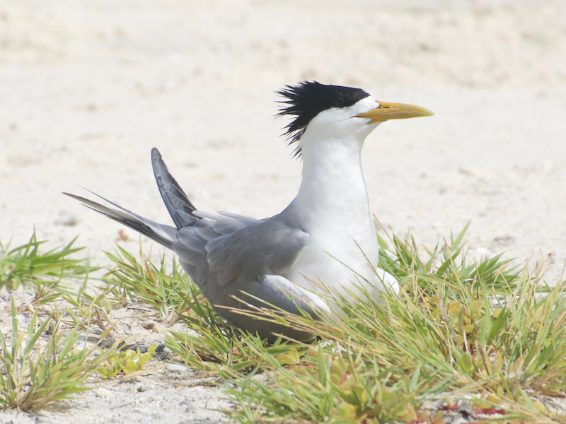 Crested Tern