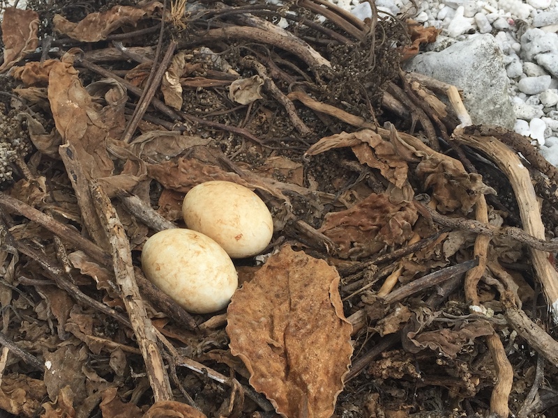 brown booby eggs