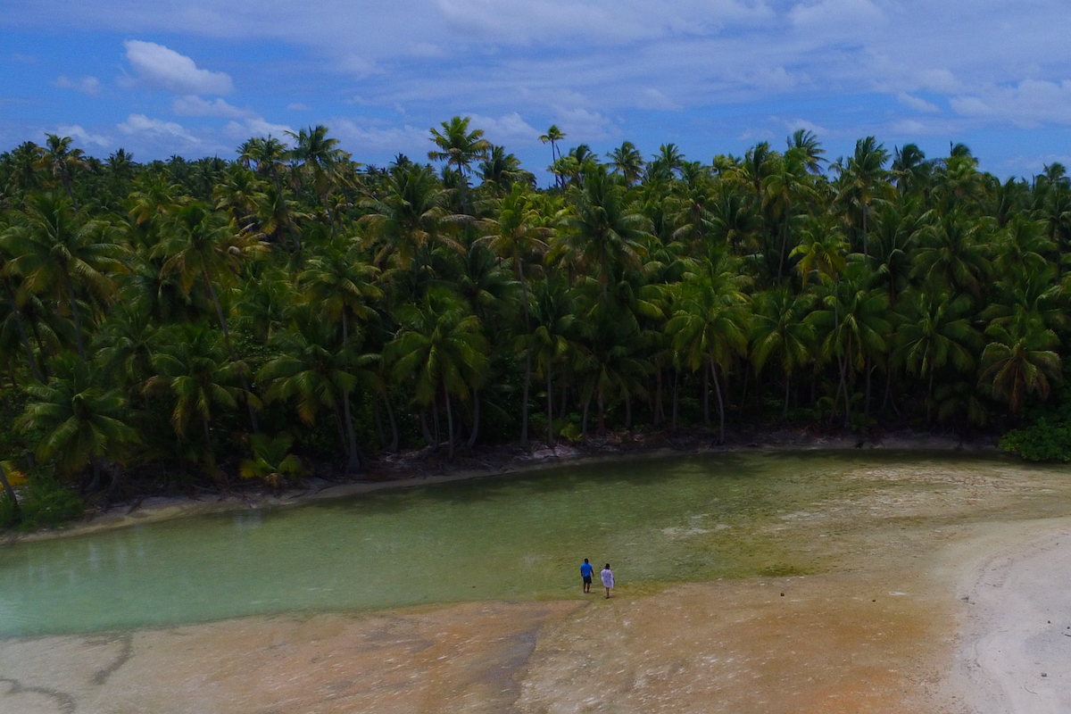 coconut palms