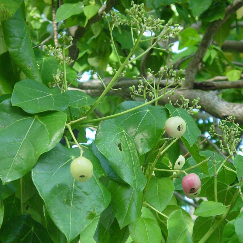 Hernandia nymphaeifolia / Ti'anina