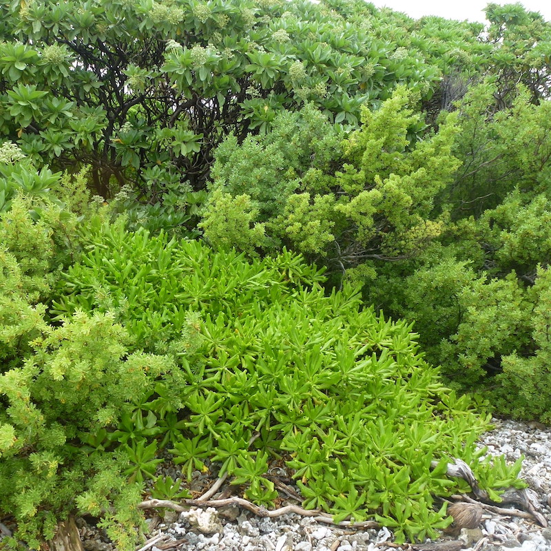 Tournefortia Scaevola & Suriana