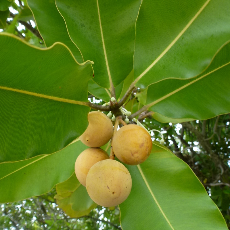 Calophyllum inophyllum