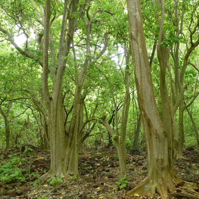 Pisonia Grandis