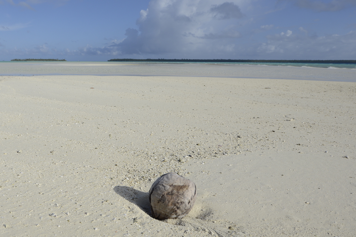 Coconuts are floating seeds