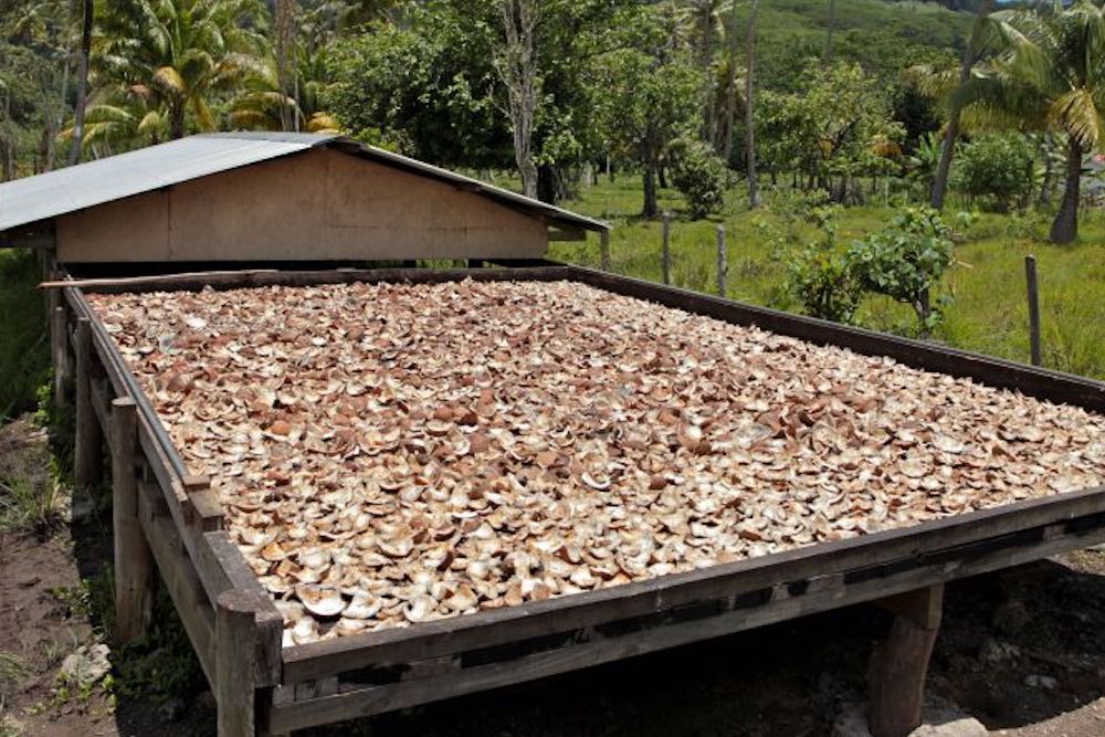 drying copra