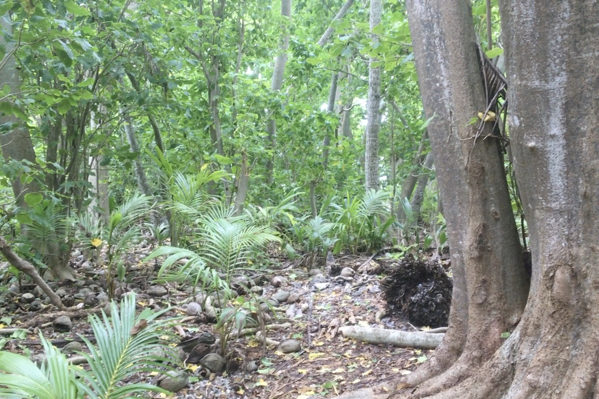 Pisonia forest returns to the atoll