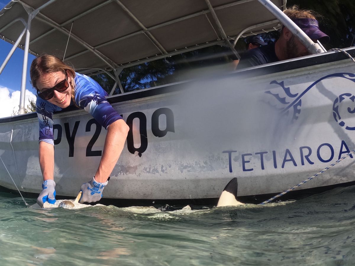 Scientists from the University of Washington are back on Tetiaroa