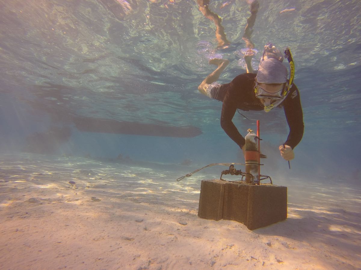 Acoustic receiver deployed in the Tetiaroa lagoon