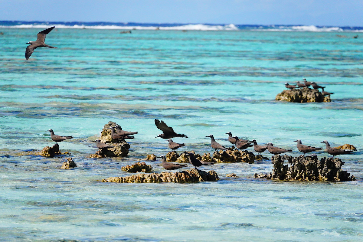 noddies on exposed coral