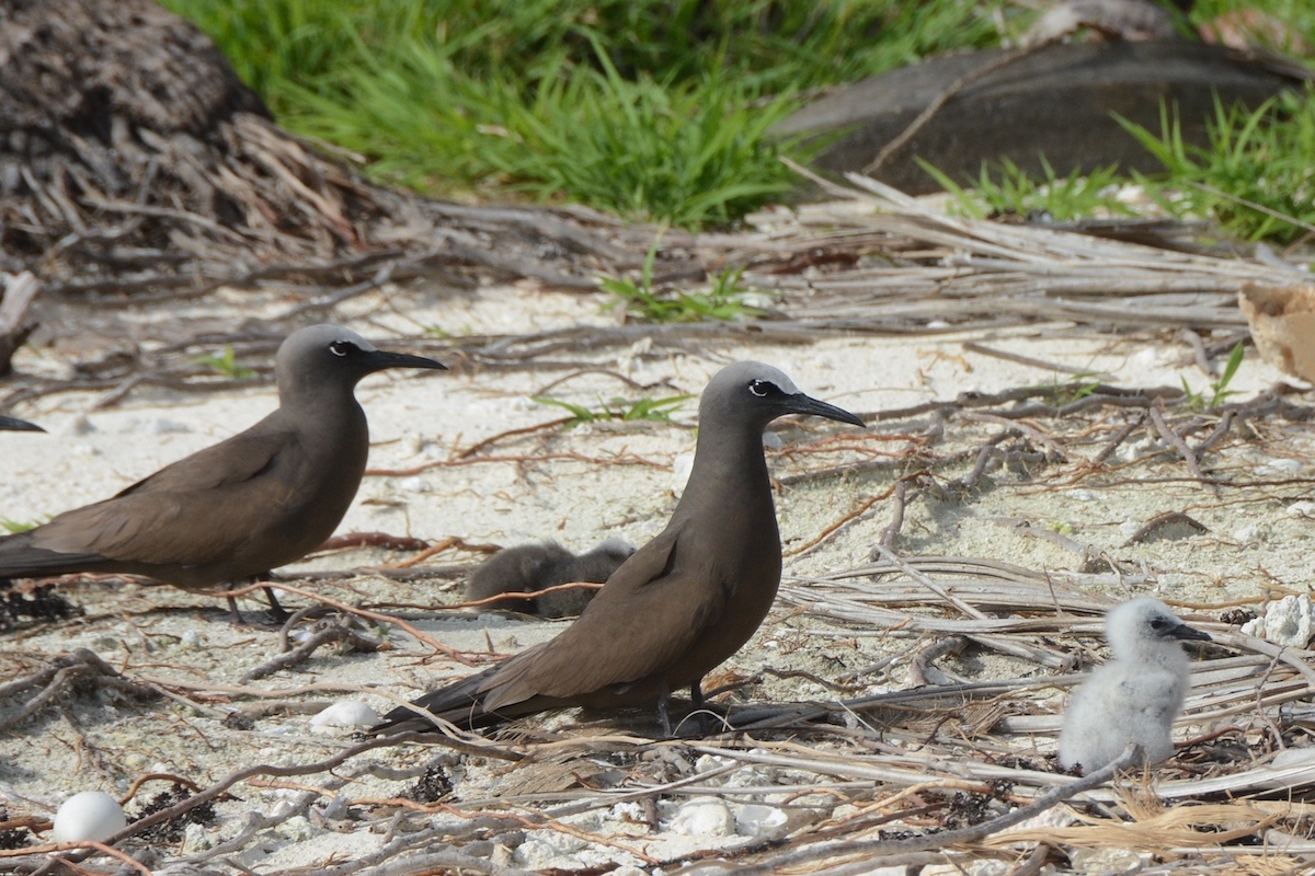 nesting noddies