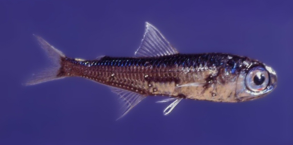 Lanternfish