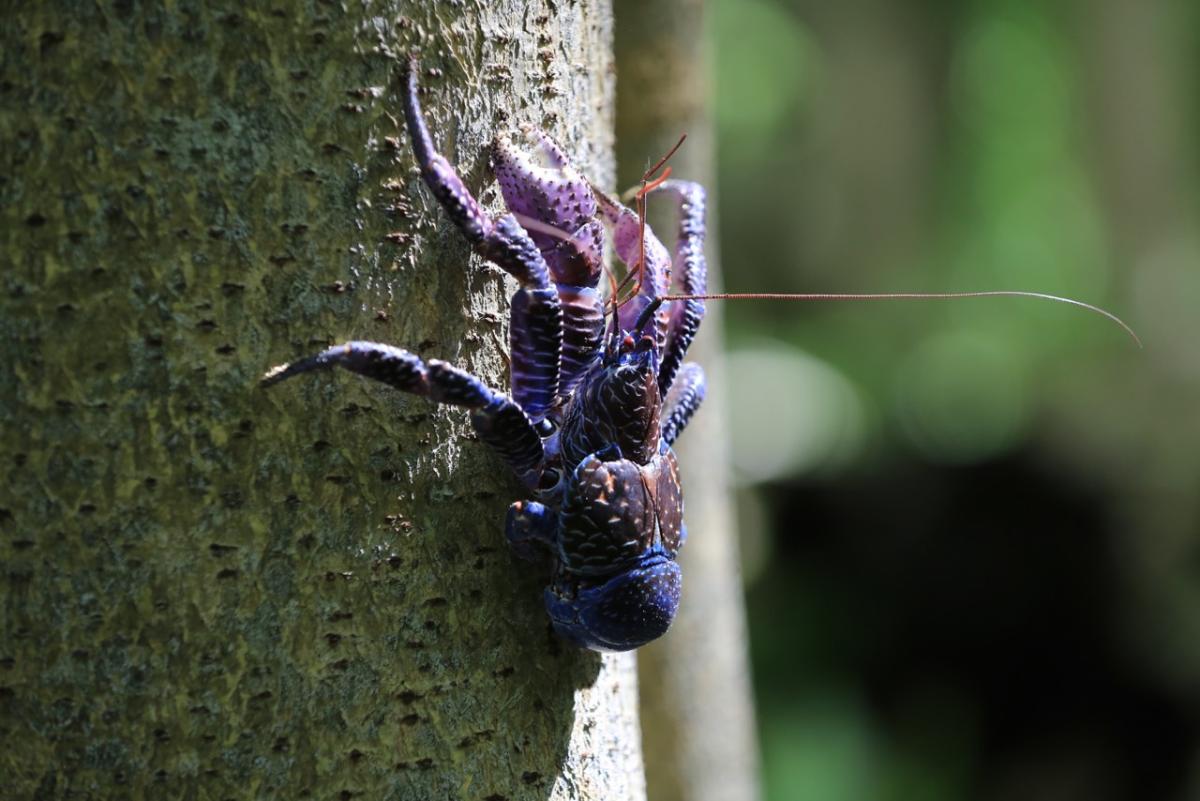 coconut crab