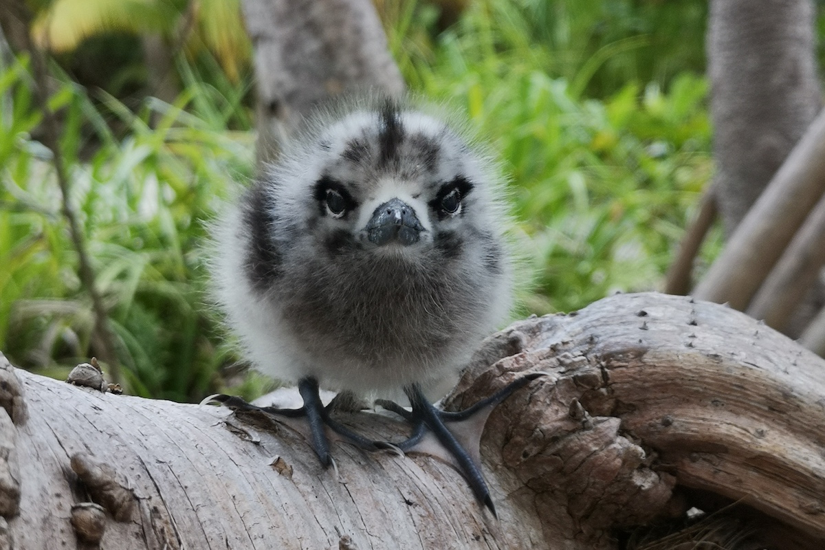 juvenile tern