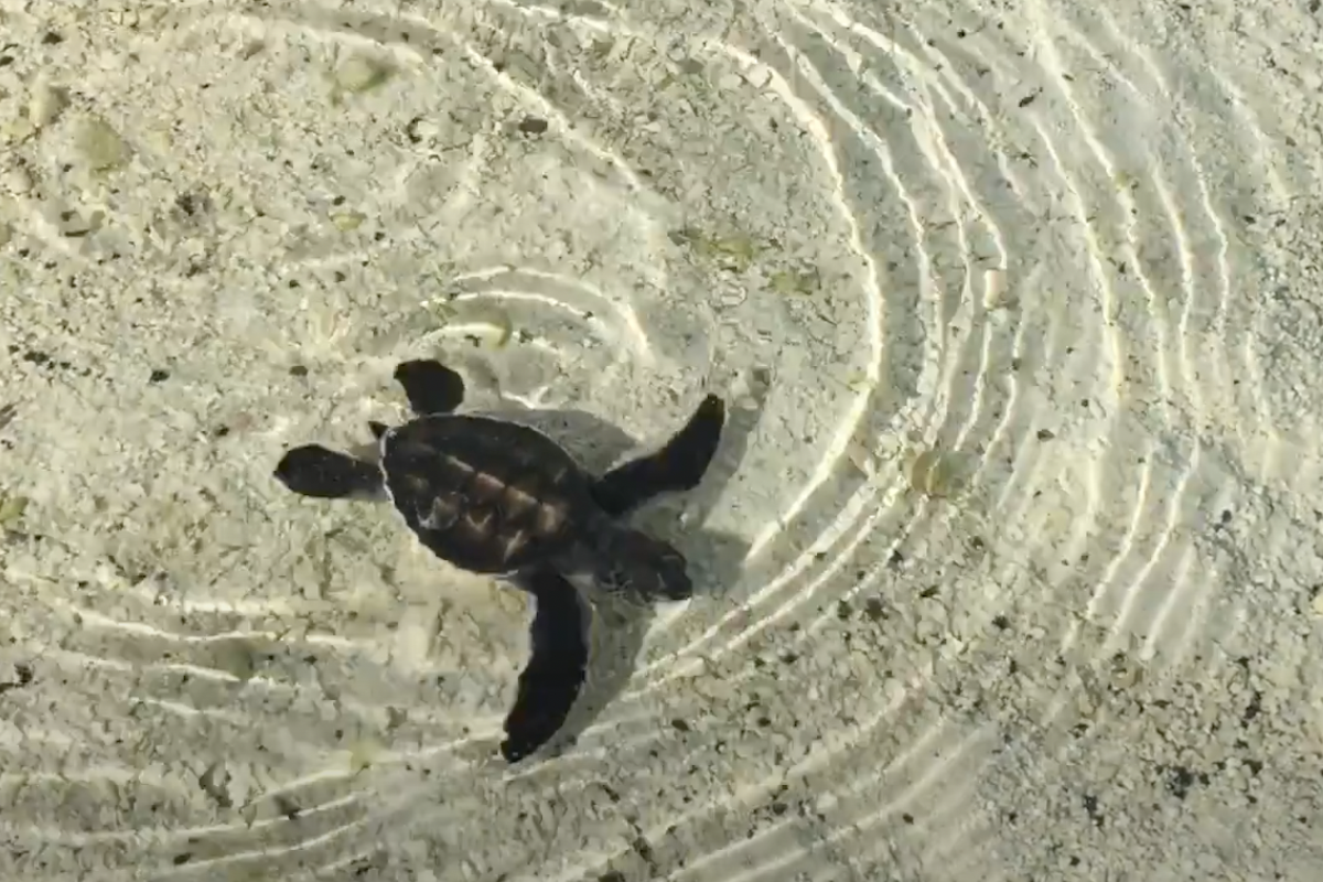 green turtle hatchling