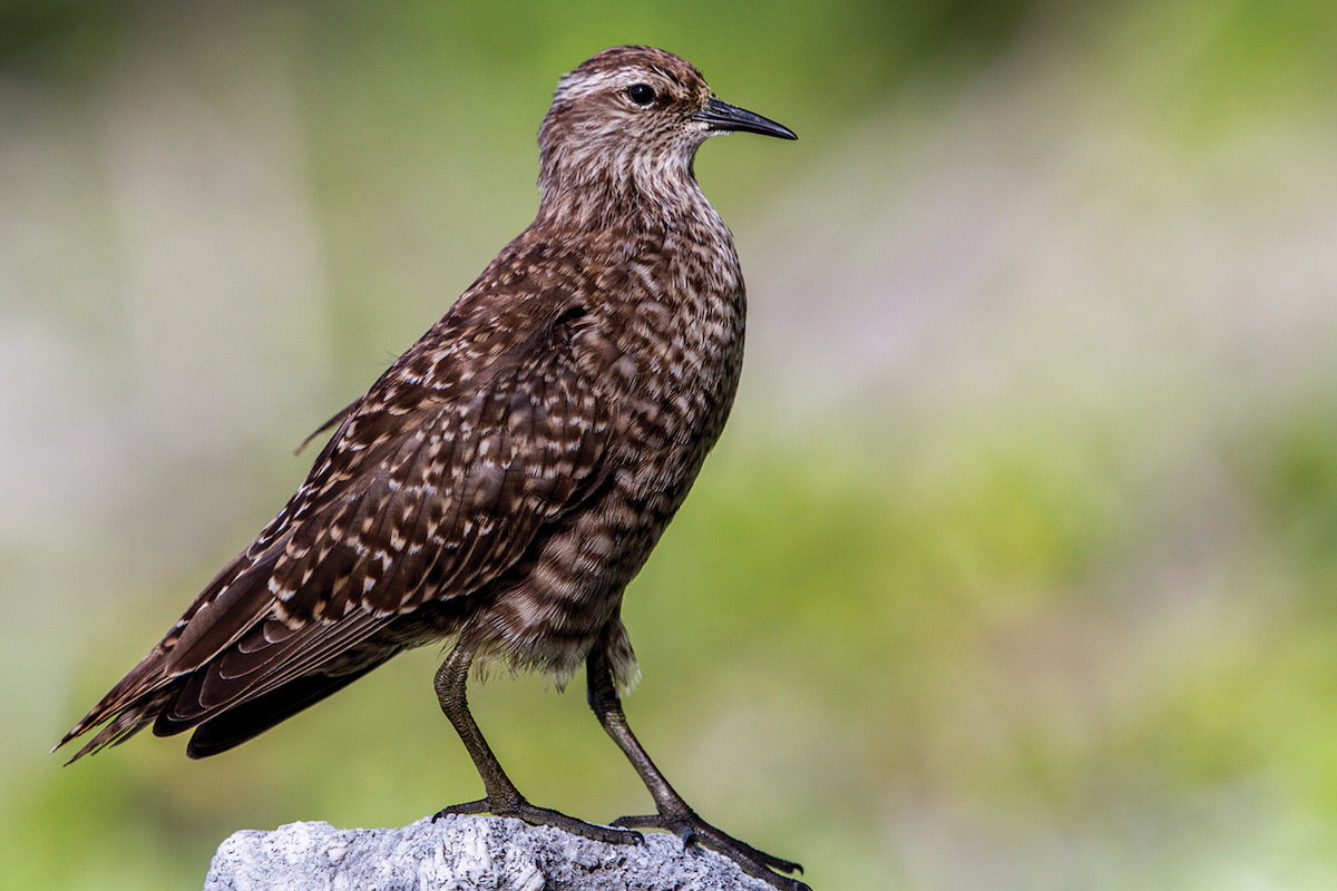 Tuamotu sandpiper