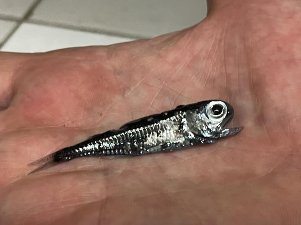 lanternfish