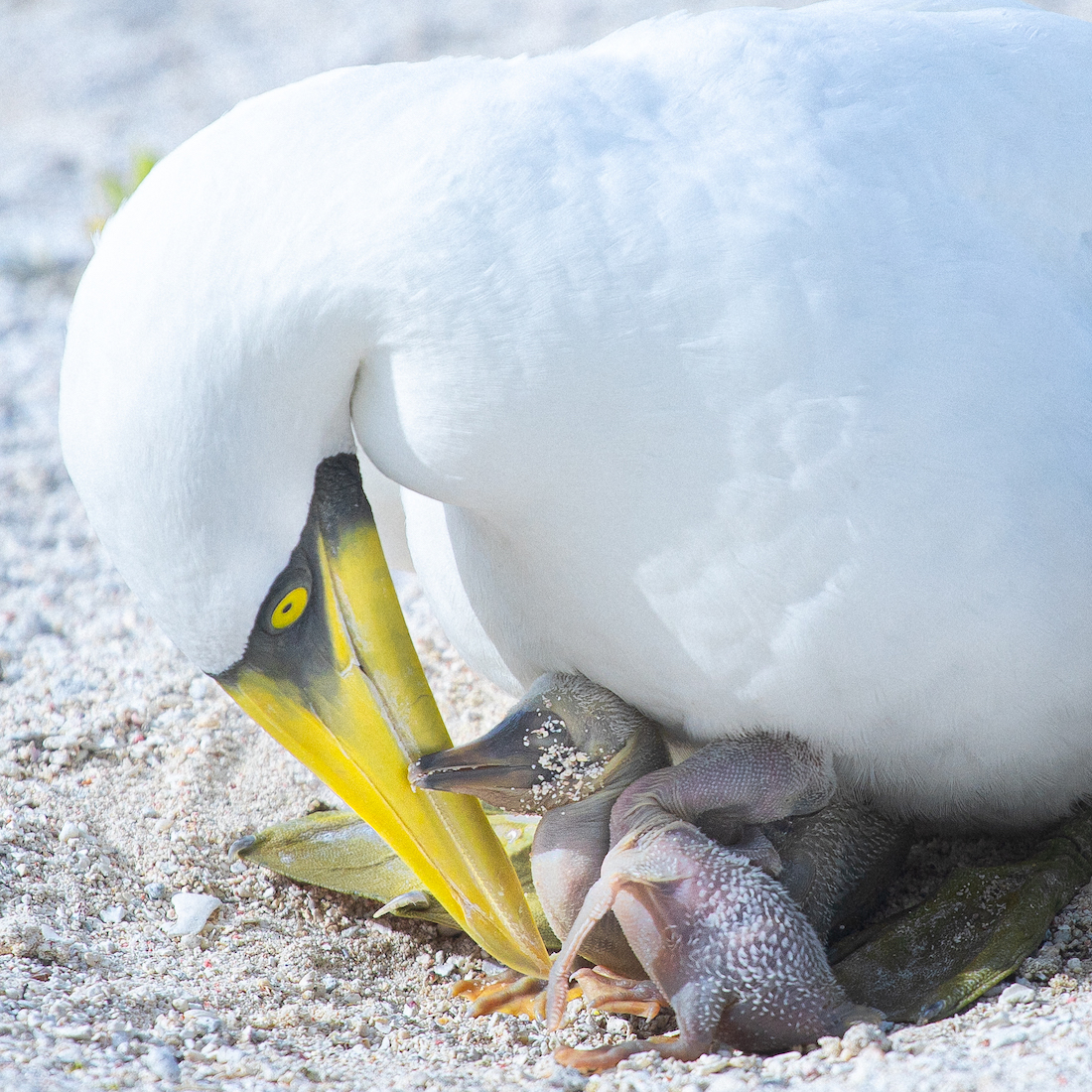 masked booby chicks