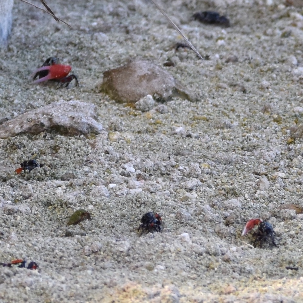 fiddler crab colony