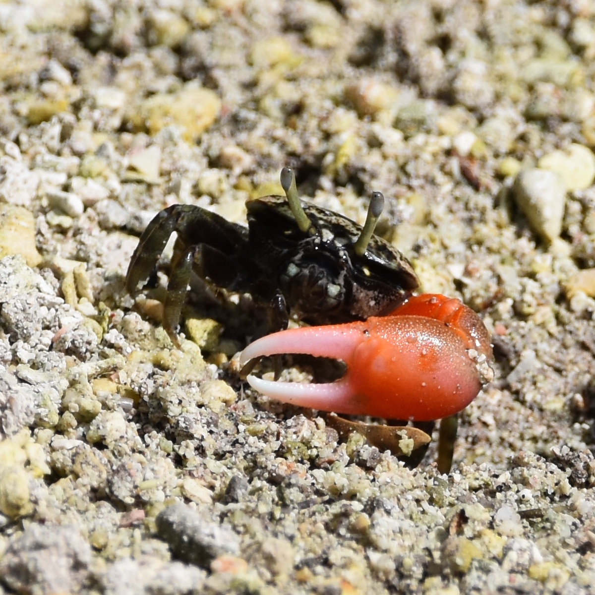 fiddler crab