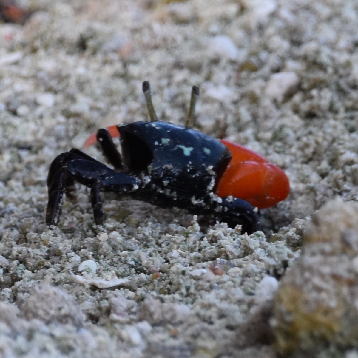 fiddler crab