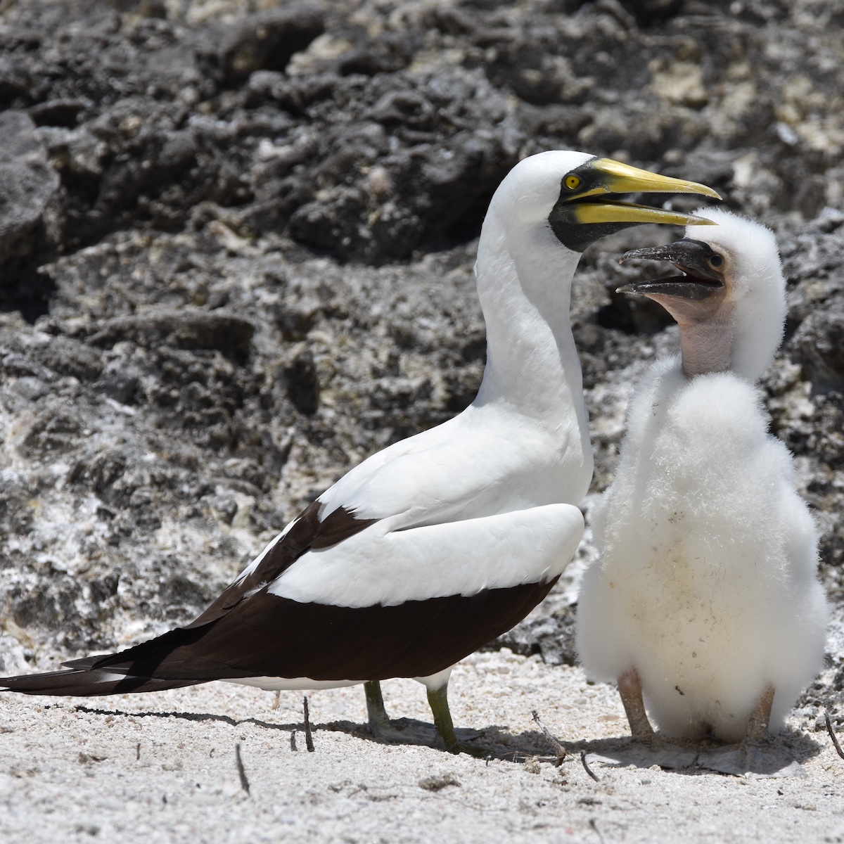 masked booby chick growing up
