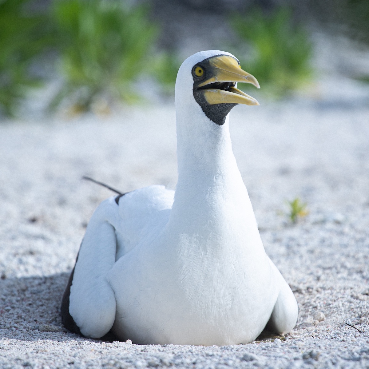 masked booby on tetiaroa