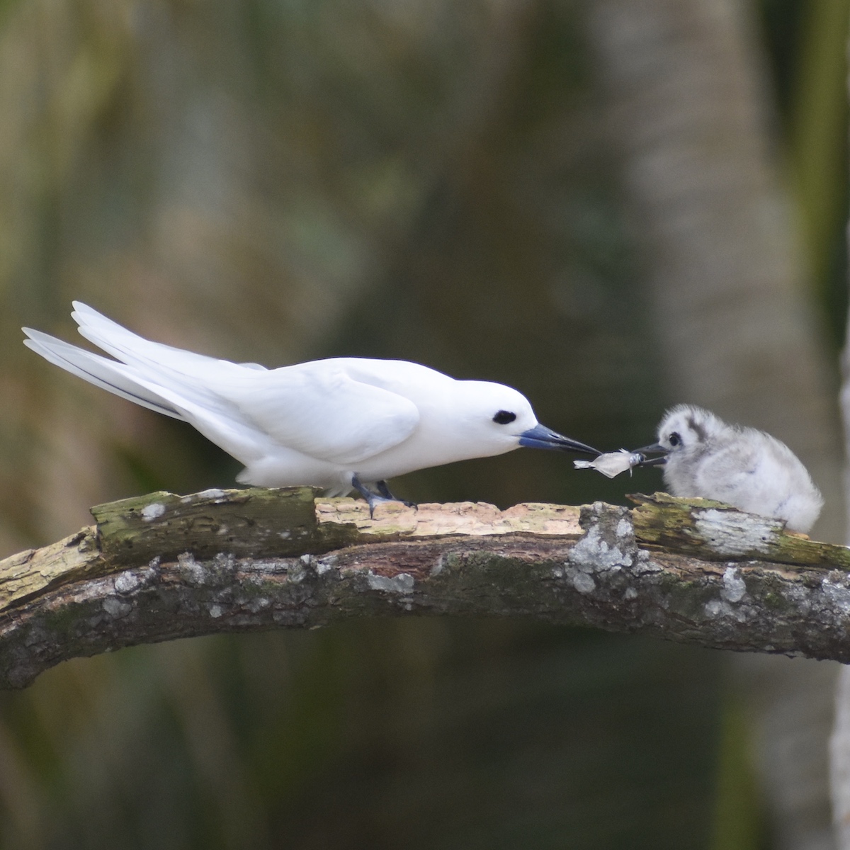 white tern caring for chick