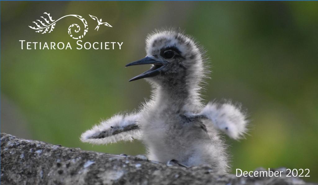 white tern chick