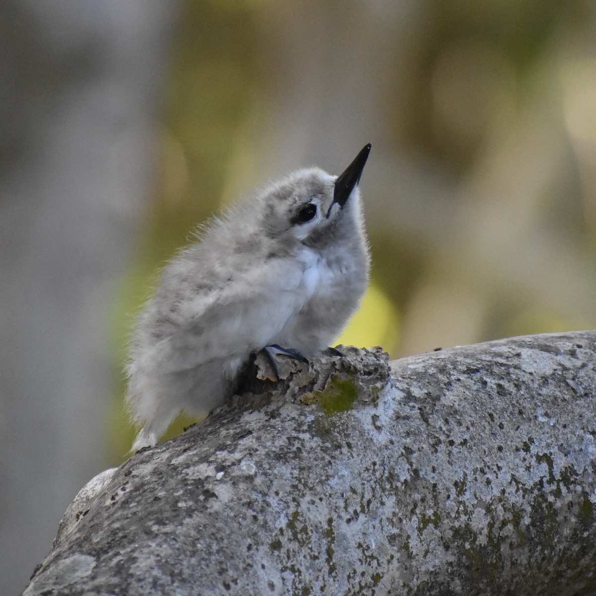 white tern chick