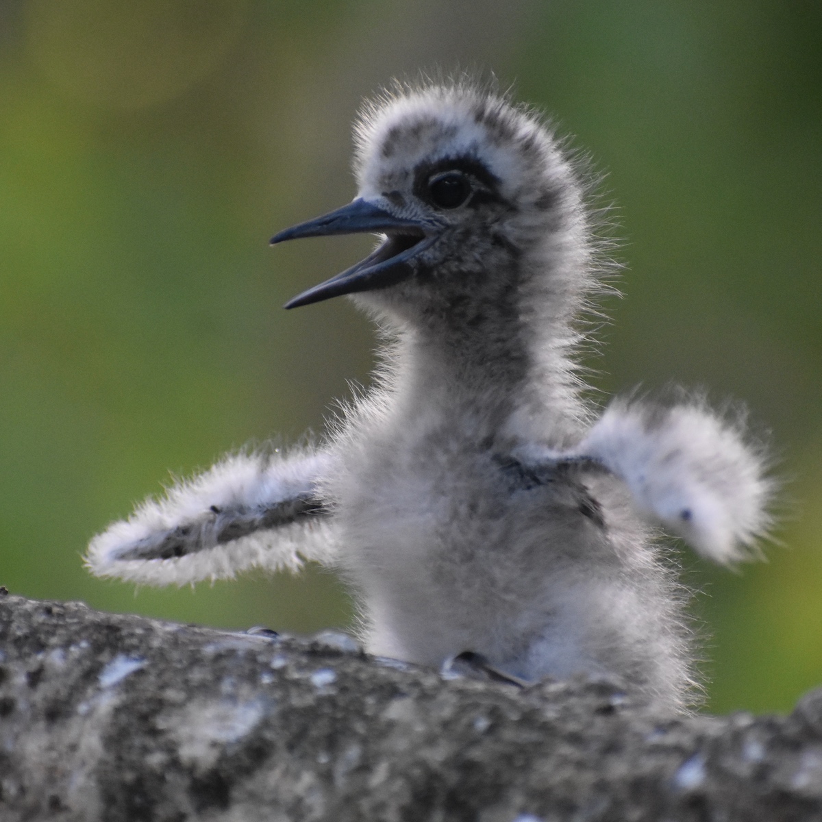 white tern chick