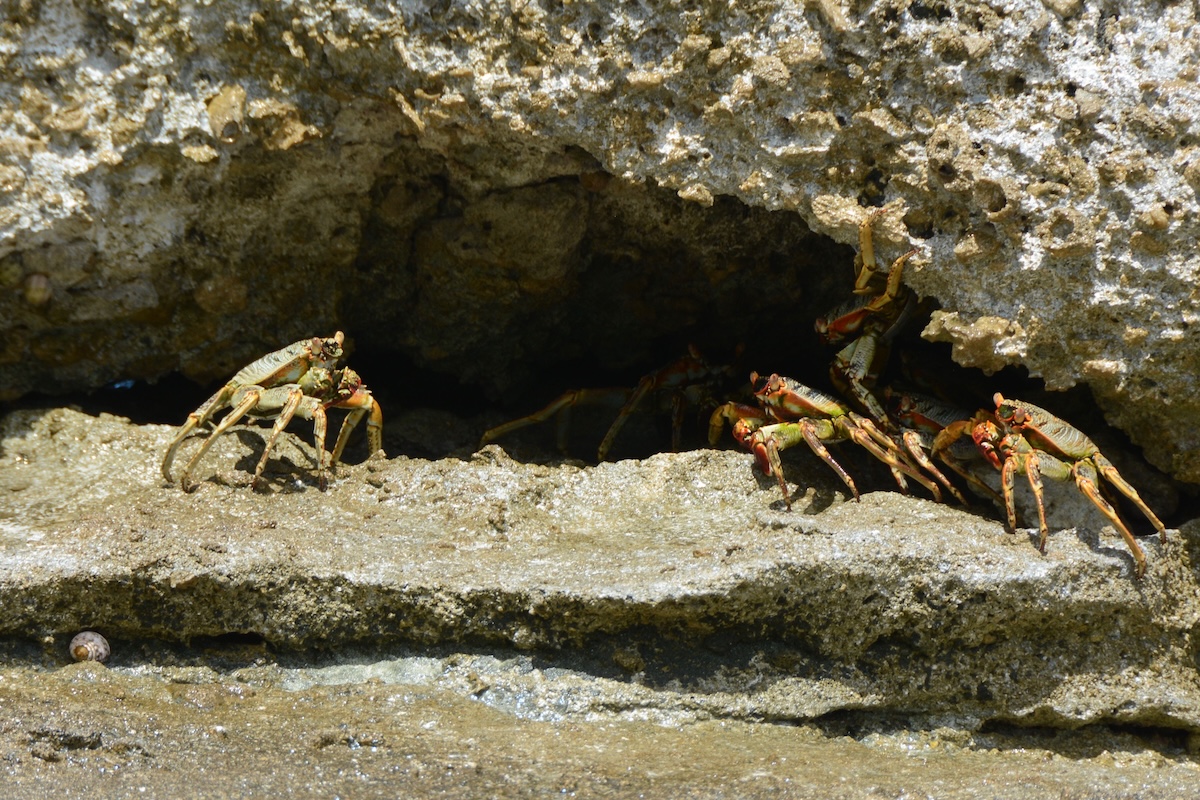 thin shelled rock crabs