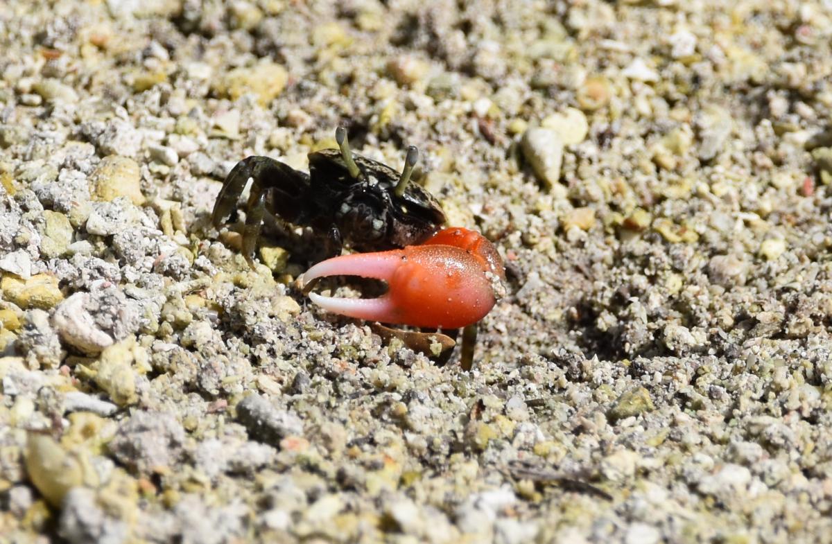 male fiddler crab