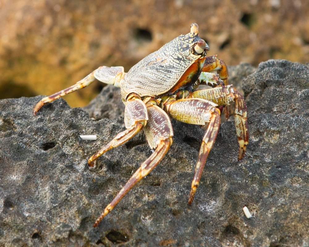 thin shelled rock crab