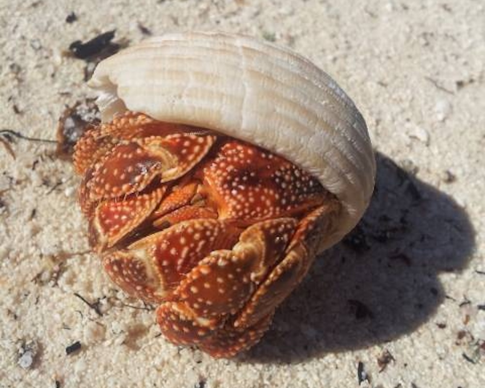 strawberry hermit crab