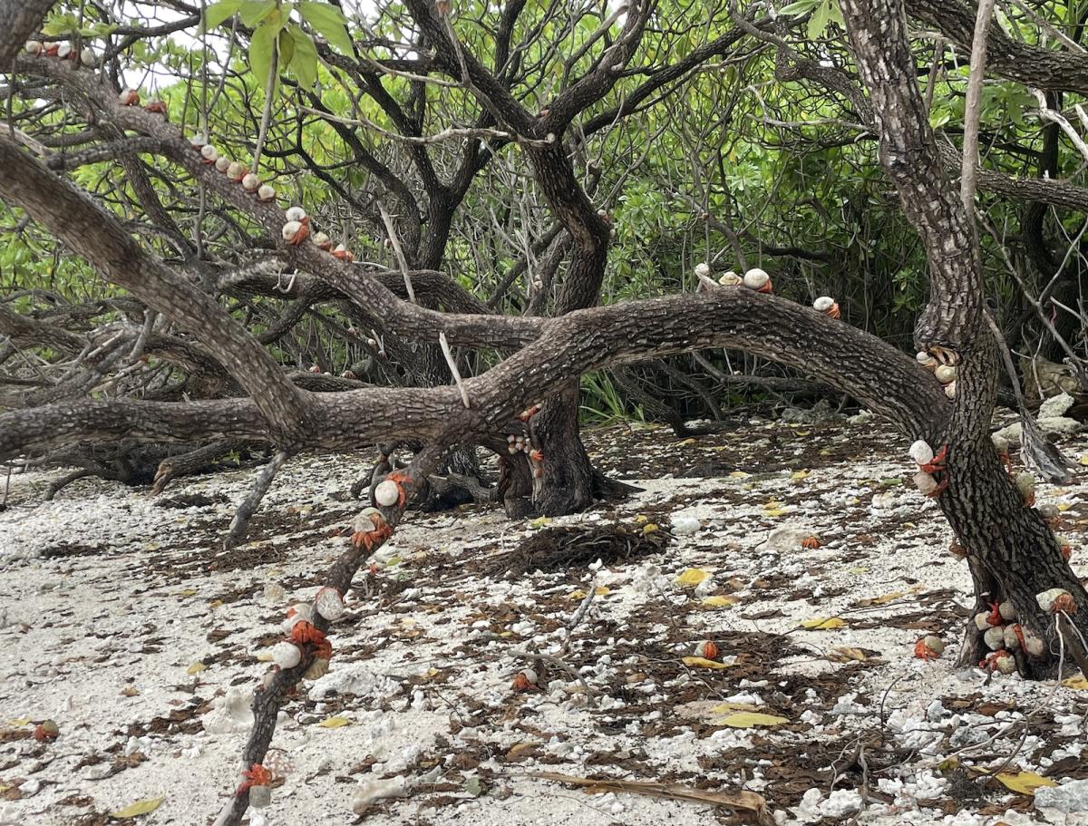 Hermits in the branches of a beach heliotrope