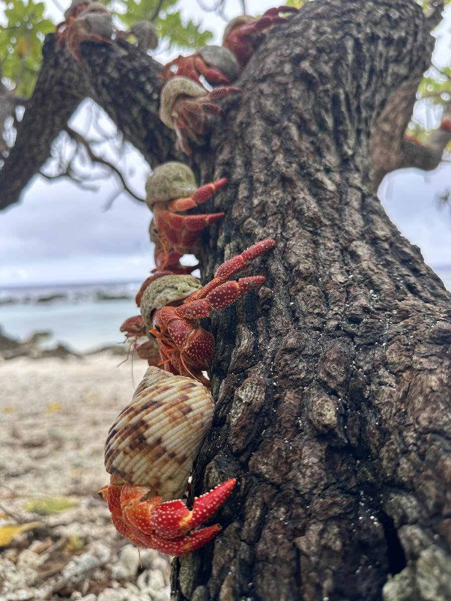 What are they doing in the tree?
